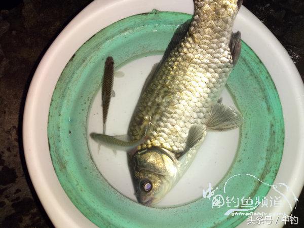 野钓日记第17期,野钓日记19天