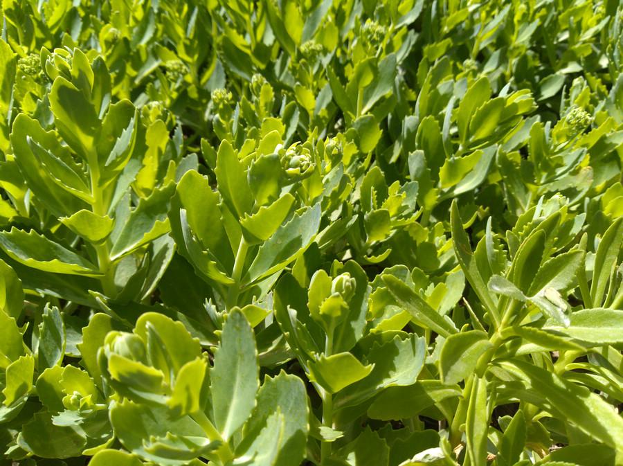 华为畅享7plus可以无线充吗,华为畅享7plus详解