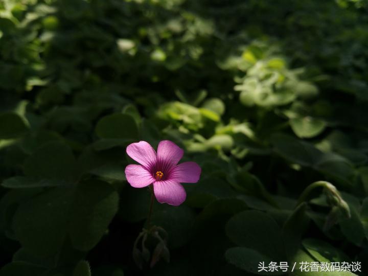 努比亚z17mini专业评测,努比亚z17mini测评最新