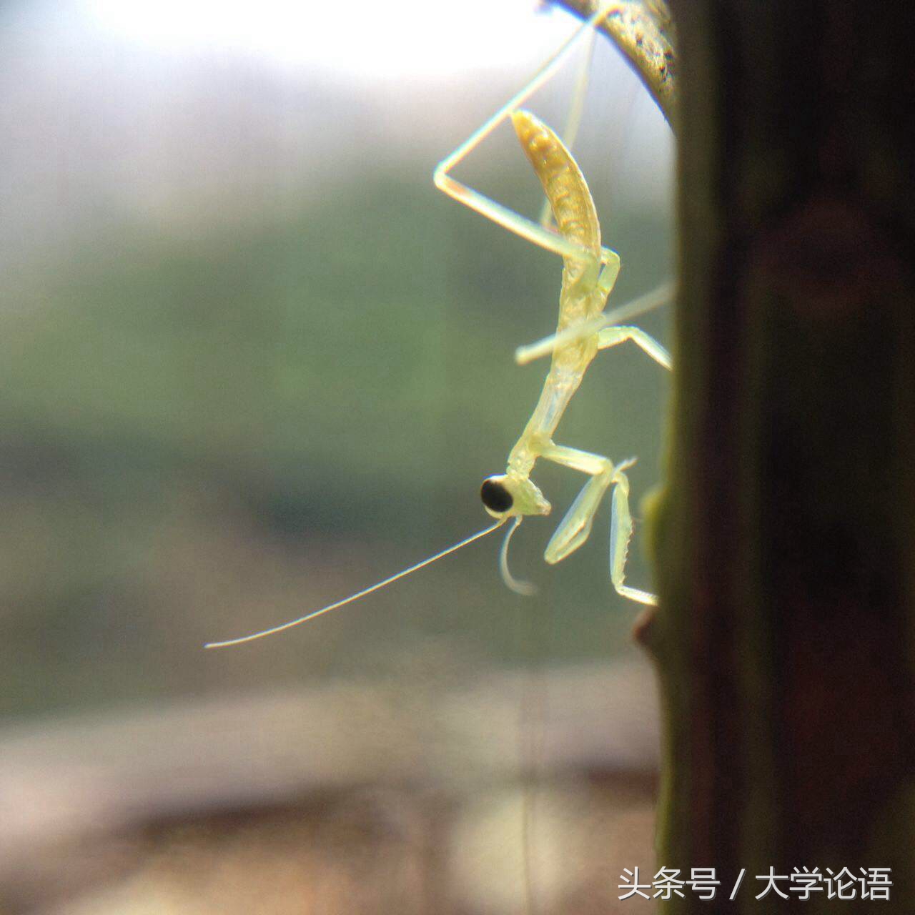 螳螂的儿童睡前故事,关于螳螂幼儿的故事简短