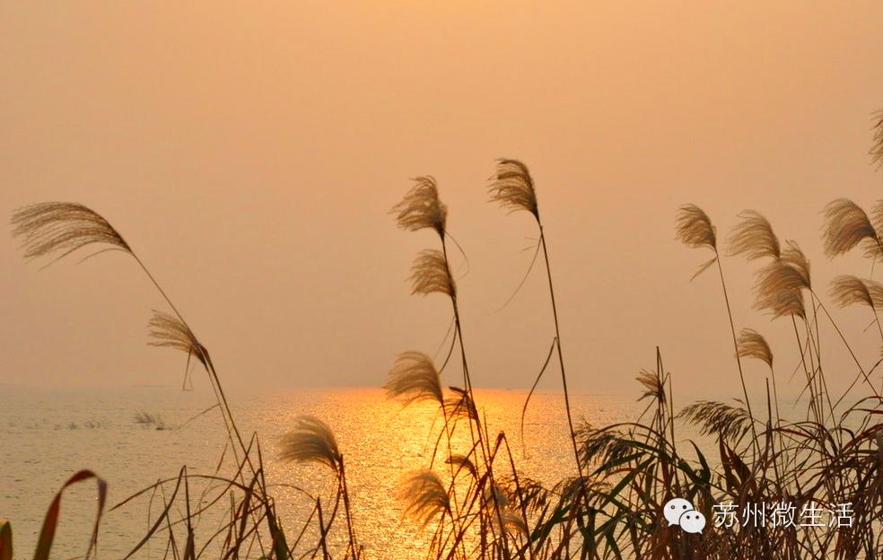 苏州最值得去的五个景点,苏州最值得去的10个景点排名