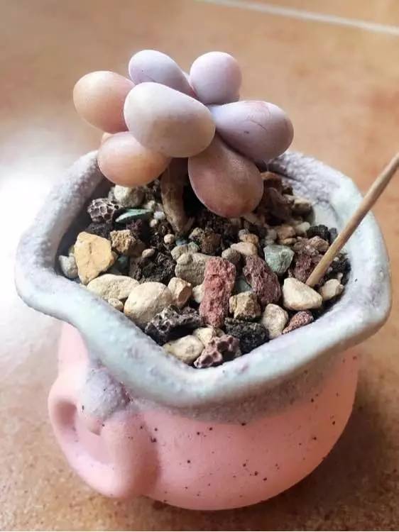 入坑仅1年，他的肉肉竟然全都大变样？！这真的是同一颗肉肉吗？