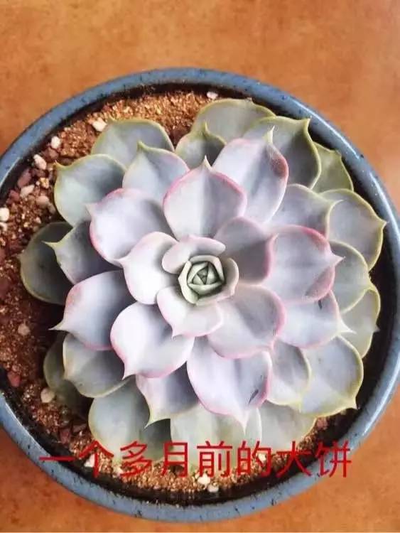 入坑仅1年，他的肉肉竟然全都大变样？！这真的是同一颗肉肉吗？