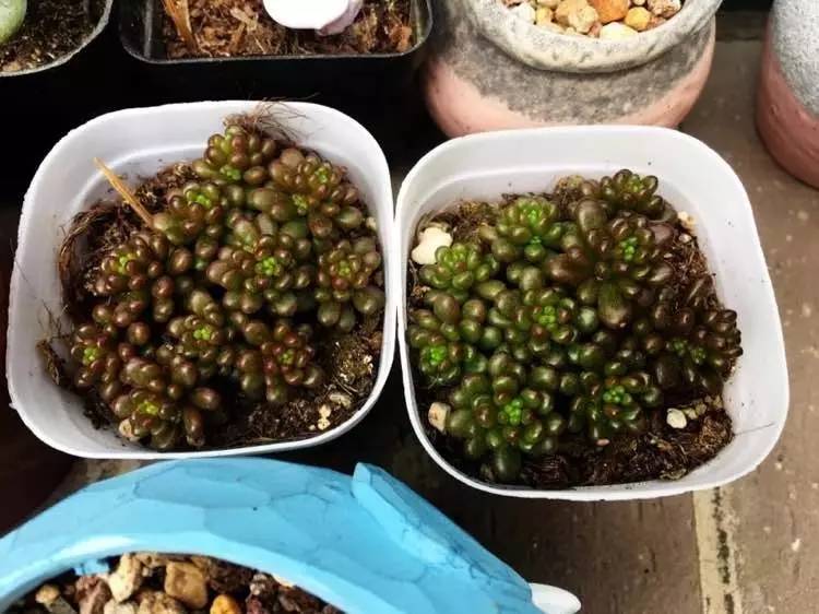 入坑仅1年，他的肉肉竟然全都大变样？！这真的是同一颗肉肉吗？