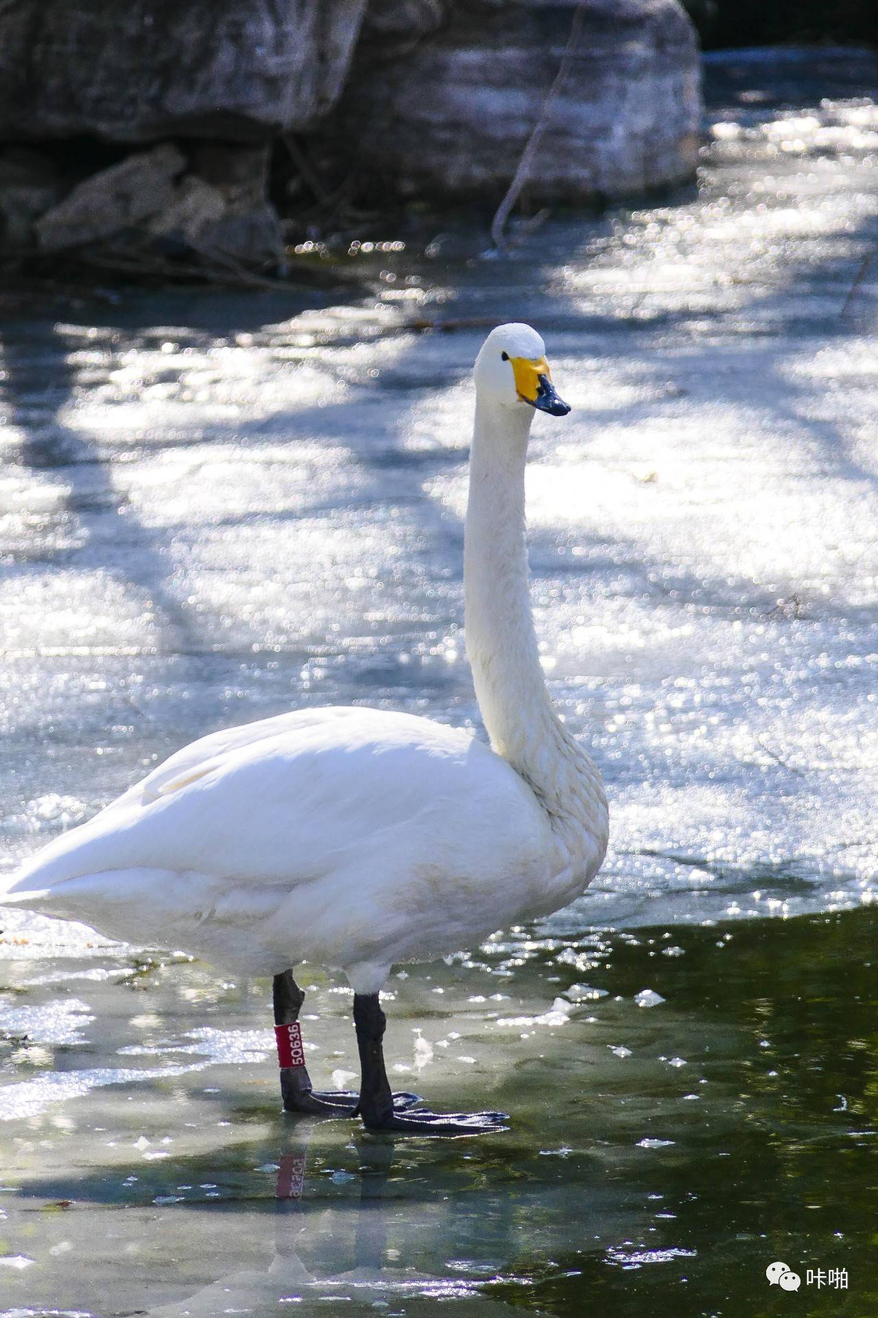 松下fz1000ii与fz2500区别,松下fz2500ii论坛