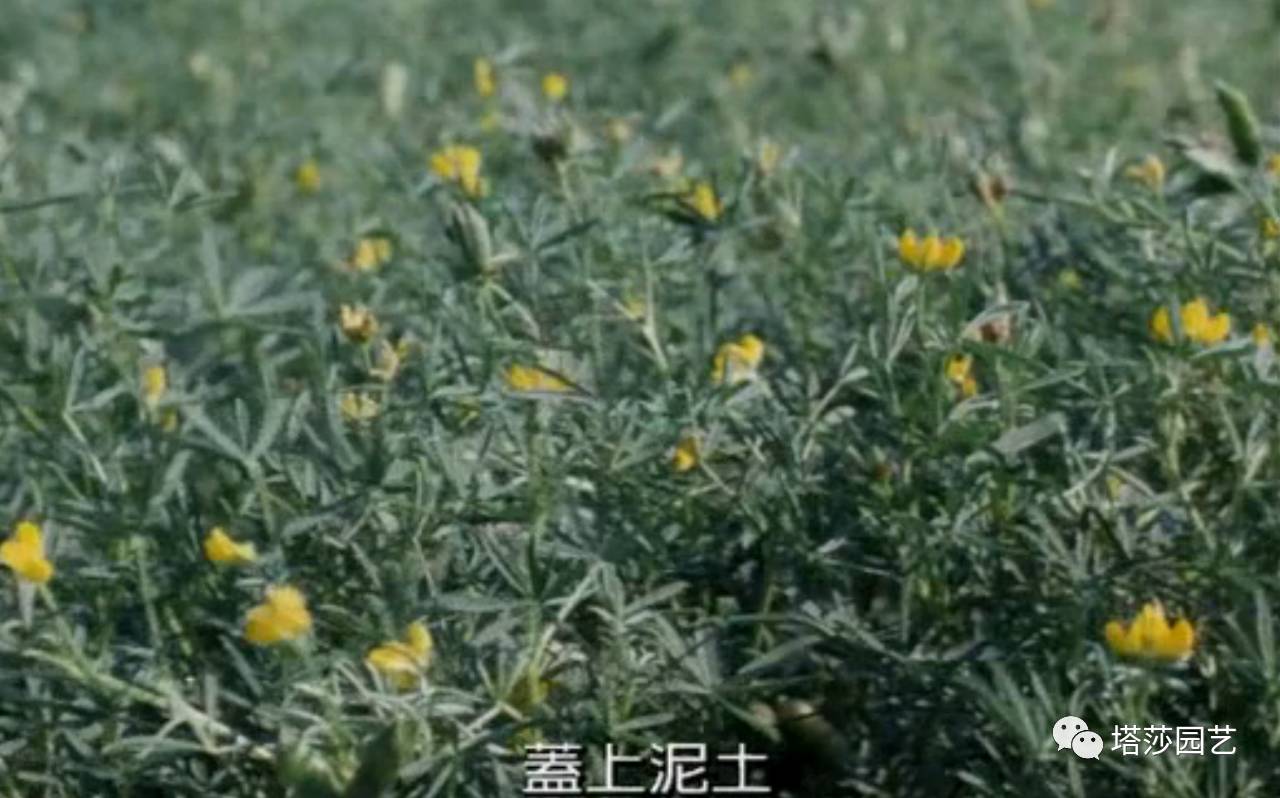 除了康乃馨以外送给妈妈什么花,代表母亲的花是康乃馨