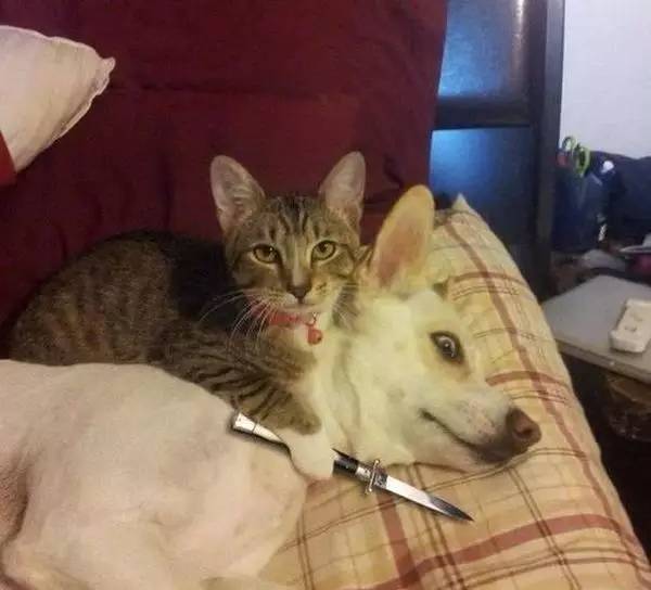 英镑跌了对留学的影响,英国央行讲了啥英镑为何上涨