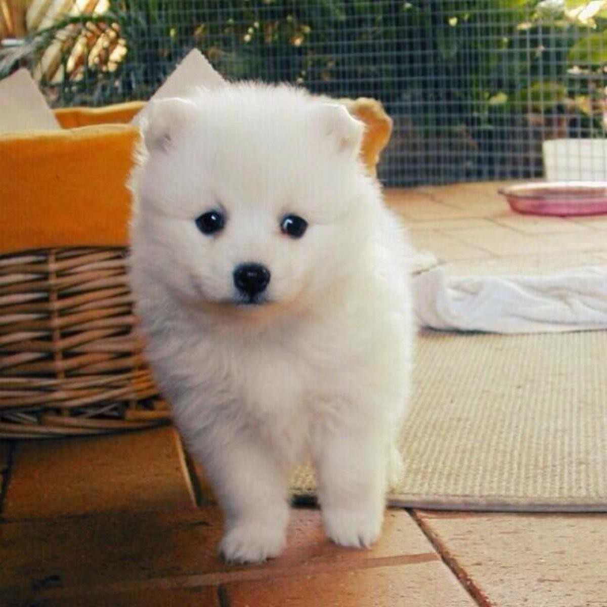 怀孕时养狗狗有问题吗,怀孕养狗会导致胎停吗