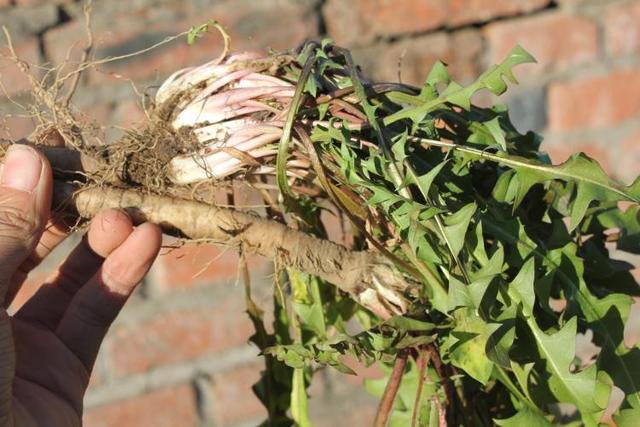 蒲公英的根和叶的疗效,蒲公英的根和叶功效一样吗