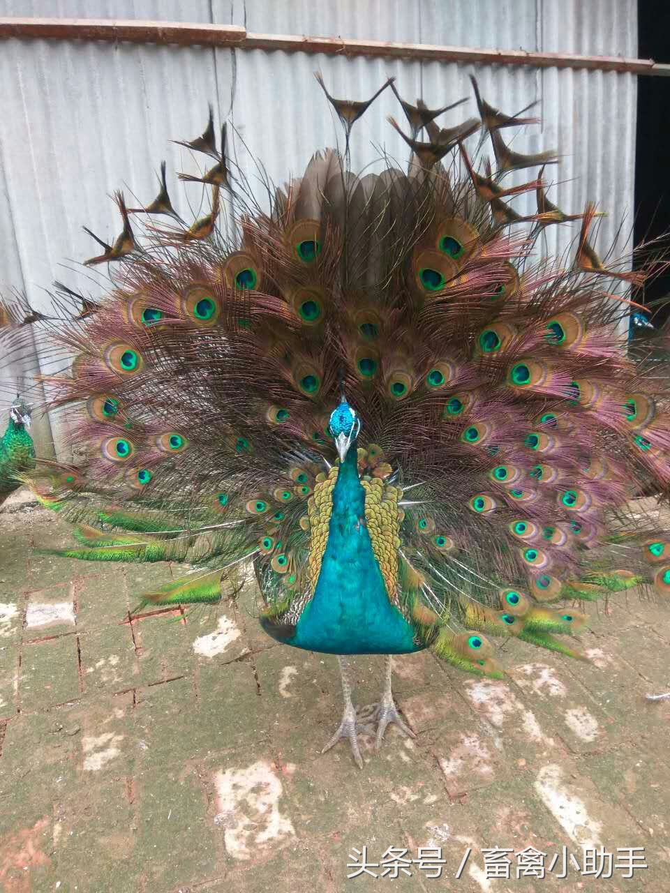 养鸡三年赚钱吗,养鸡赚钱不再愁