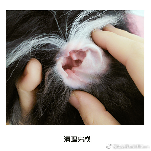 宠物耳道清洁,宠物美容学校30天能学到什么