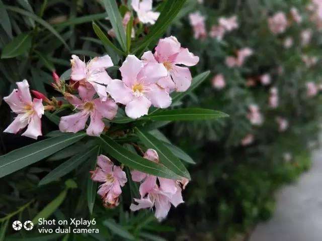 国产双摄像头手机排行,最新款大摄像头手机推荐