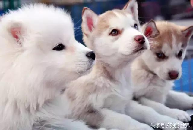 宠物暴利生意,十大暴利宠物养殖品种排名