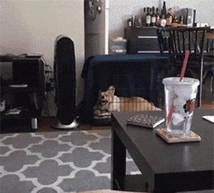 功夫猫搞笑动态图片,搞笑蓝猫gif动图