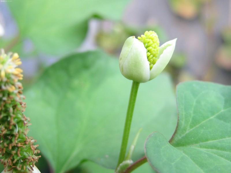 本草鱼腥草,本草纲目中鱼腥草