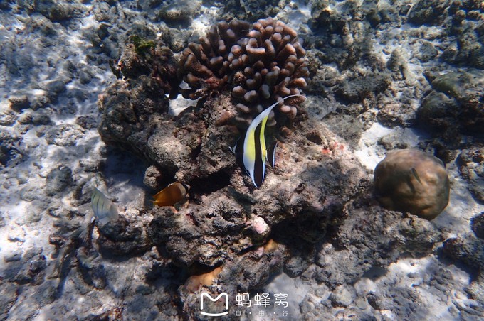 蜜月胜地之马尔代夫,马尔代夫水下餐厅芙拉瓦丽