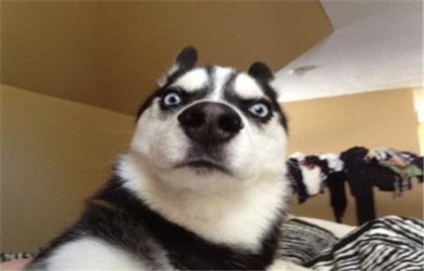 搞笑扎心的qq个性签名八个字,超搞笑的qq个性签名短句