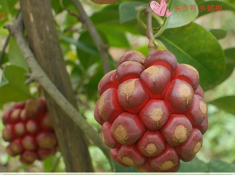 鍚冧簡鎭堕瓟鏋滃疄涓哄暐涓嶈兘娓告吵,鎭堕瓟鏋滃疄涓嶈兘娓告吵