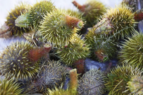 长得像板栗的外壳很多刺是什么,长的像板栗但壳不是刺