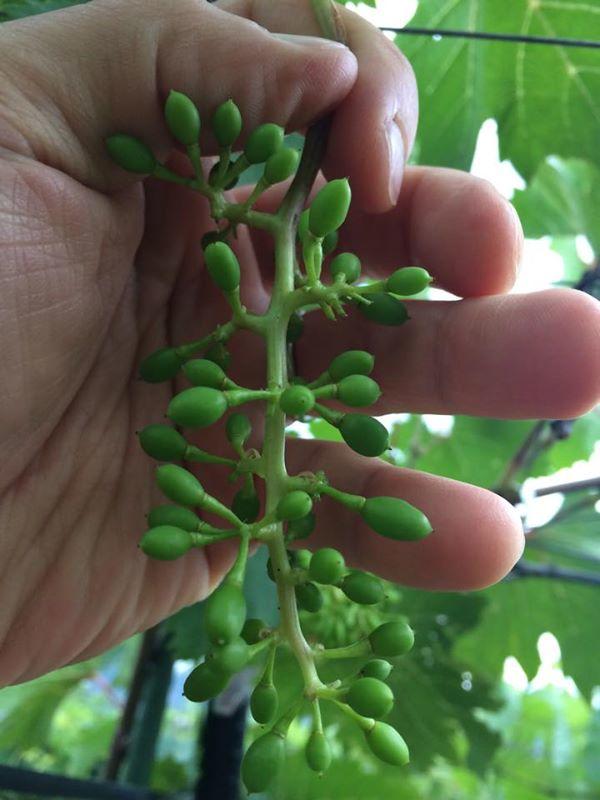 七星女王葡萄的优点和缺点,七星女皇葡萄简介