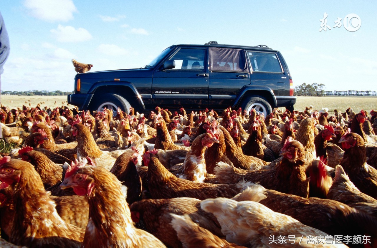 养鸡如何预防腺肌胃炎,蛋鸡腺肌胃炎严重怎么治疗