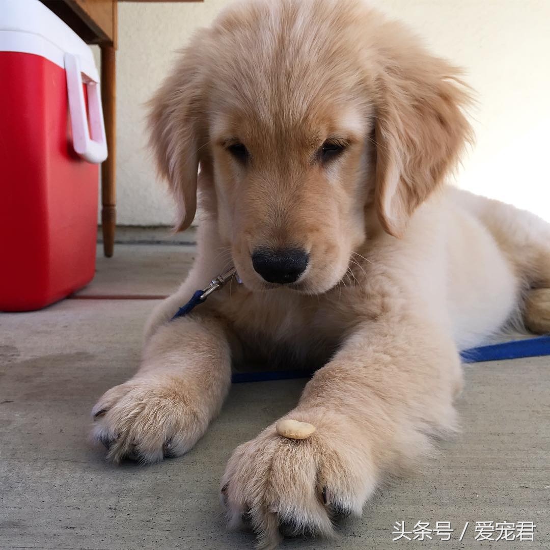 狗狗吐奶什么原因,小狗崽吐奶是怎么回事