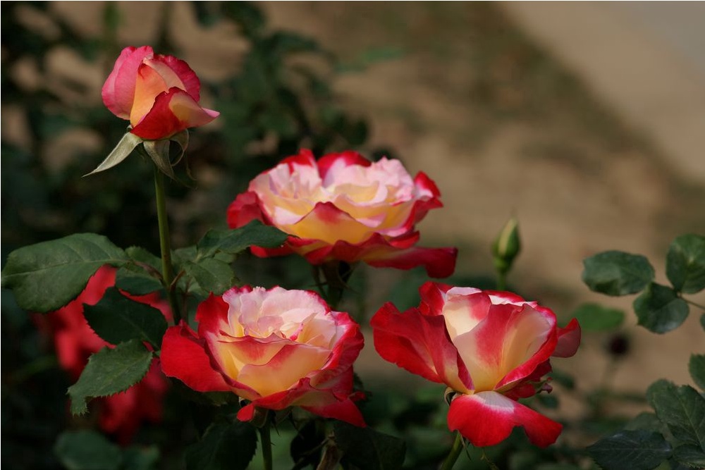 北京月季花十里花海在什么地方,月季花海等你来赏2018北京