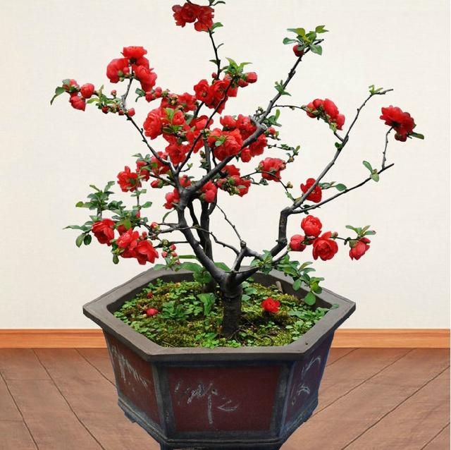 常见的8种进口花，你养过几种？第4种小睡莲最难养