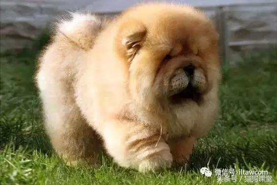 中国古老原种犬,古老的松狮犬