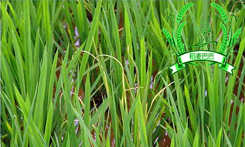 水稻叶片干尖,水稻秧苗叶子发白怎么办