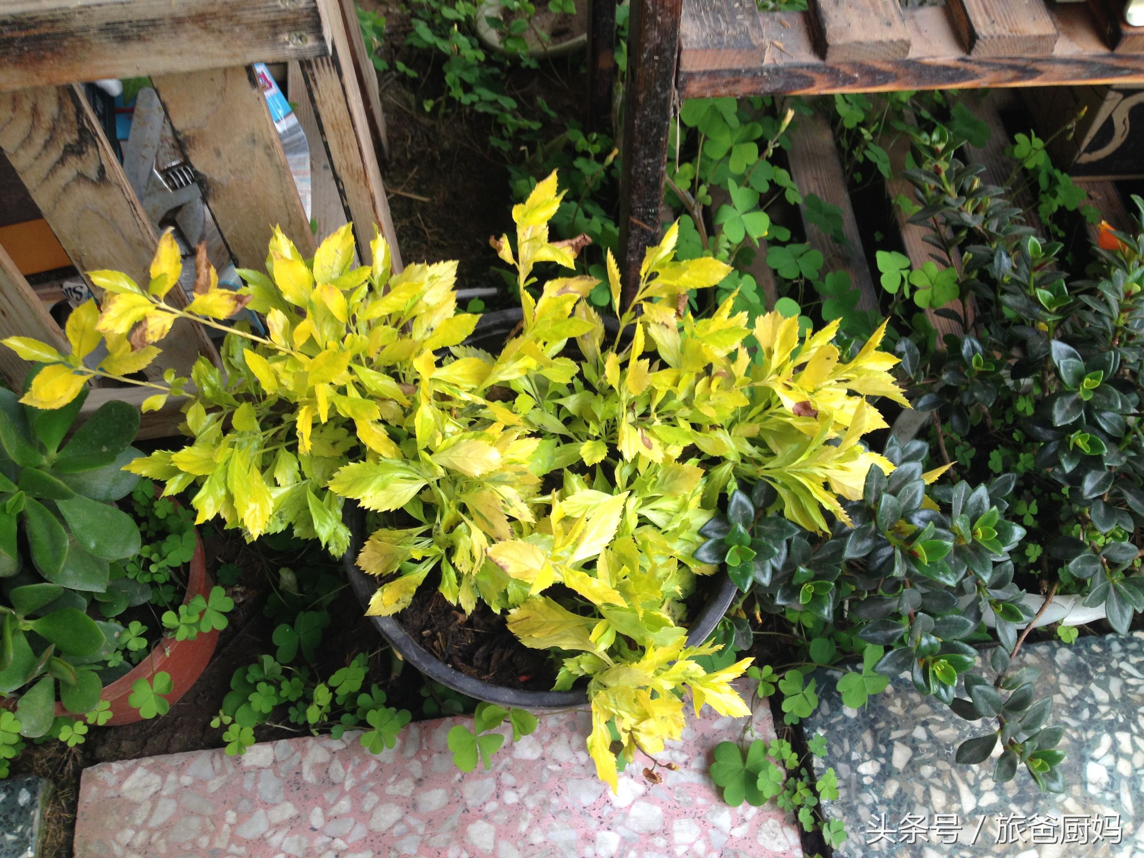 为宝宝驱蚊子,为宝宝驱蚊的办法