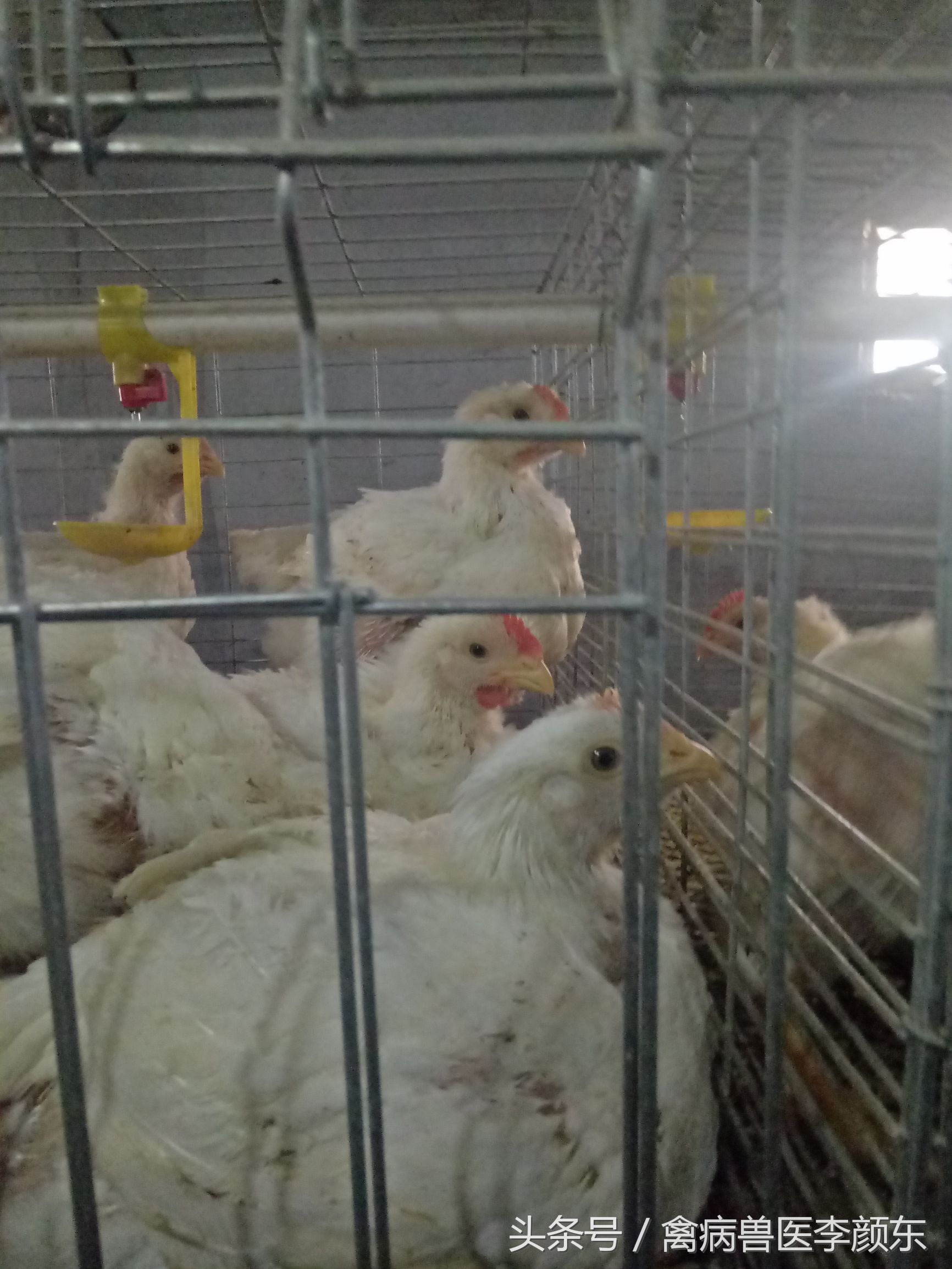 夏天养鸡防暑小妙招,夏天养鸡怎么防止热应激