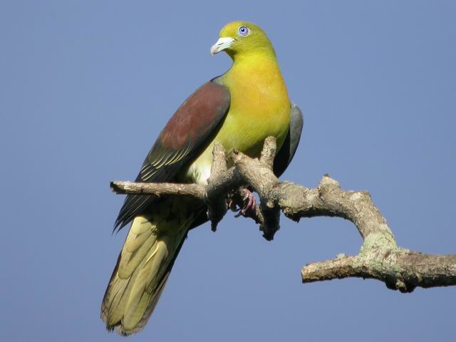 春季宠物怎么处理,宠物春季注意事项