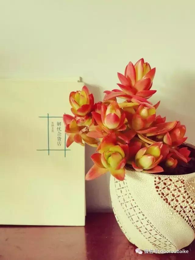 原来多肉与书更配哦！文艺范走起！