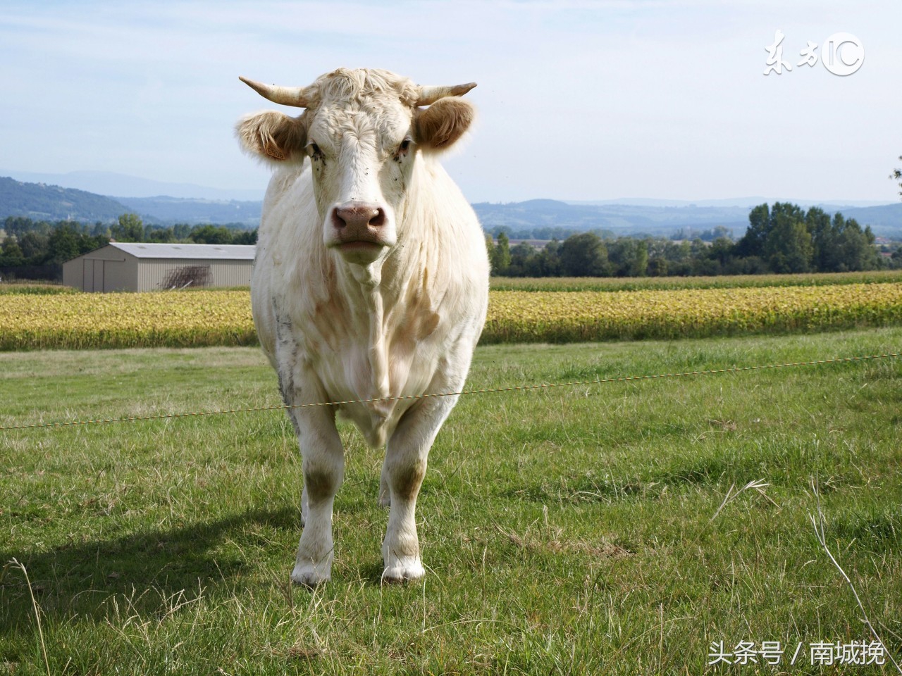 85年生肖牛哪年财运能好转,生肖牛的性格85年是什么命