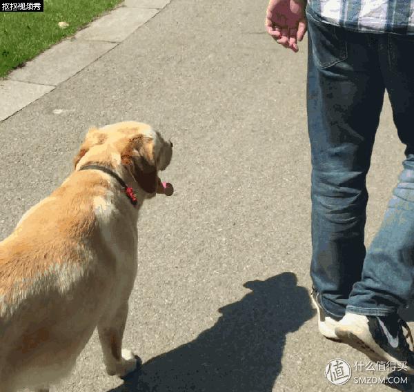 简单训犬小技能,简单学训犬