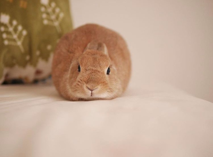 如果你养兔子了会怎样,养一只兔子会寂寞吗