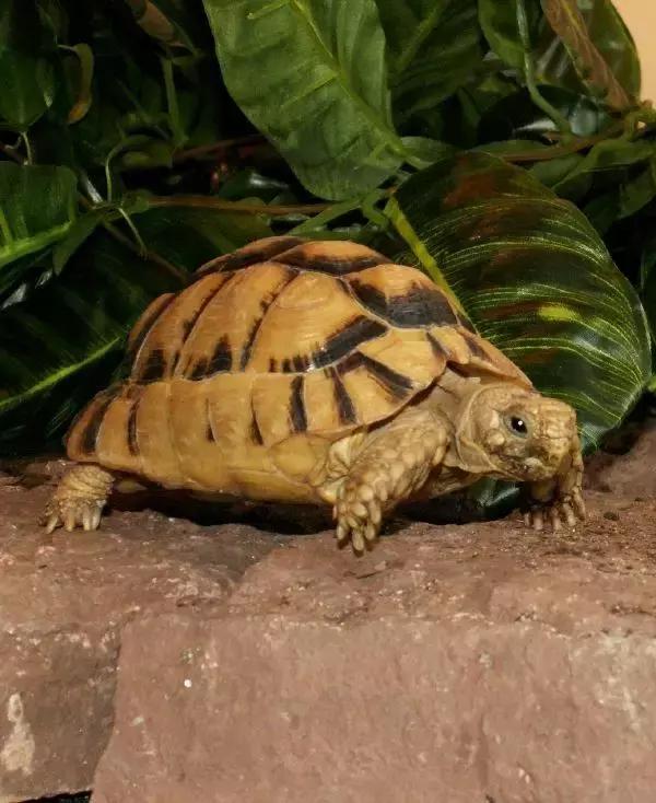 它被人冠以“小安格”的名号,却比真的安哥更金贵