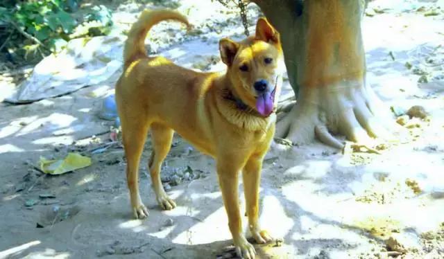 狗狗绝望瞬间被主人杀死了,主人嫌弃狗狗把狗狗打死