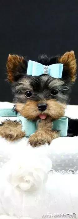 最可爱茶杯犬,16只茶杯犬