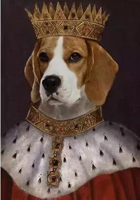 史努比是什么样的狗狗,长得像史努比的小型犬