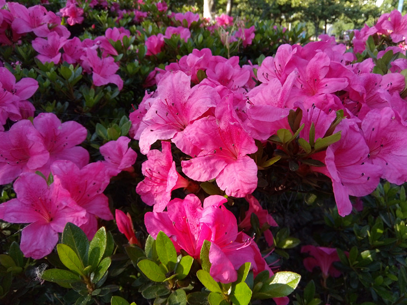 裸眼3d手机2019,沉浸式裸眼3d手机