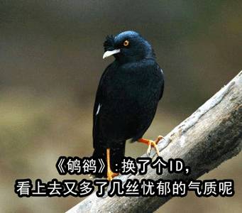 中国古代怪鸟,古代有什么奇特的鸟