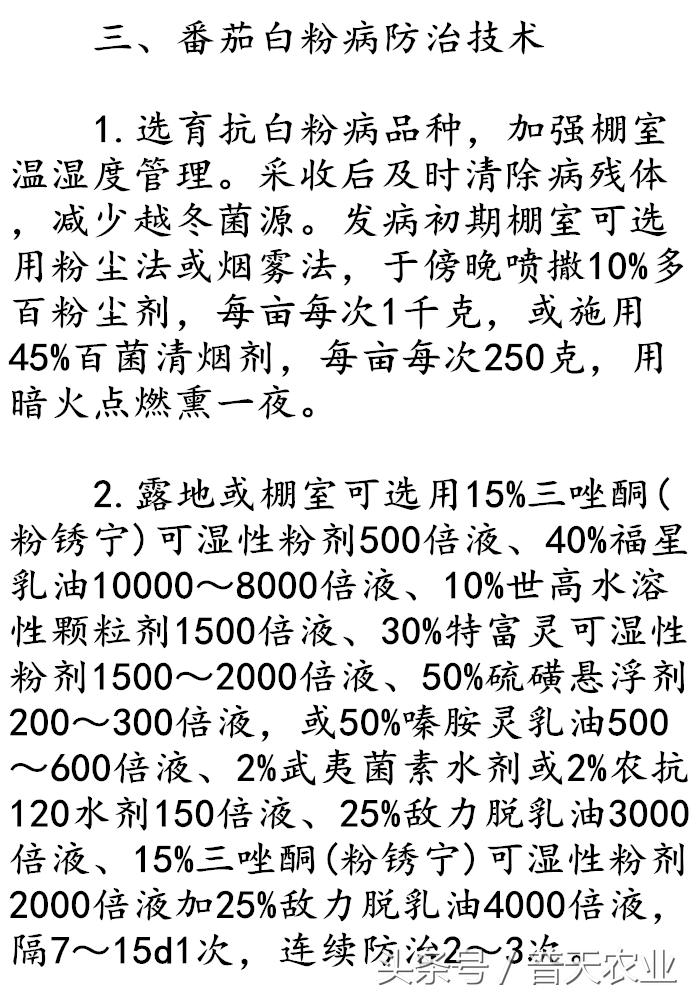 番茄表面有白霜怎么办,番茄染衣服怎么办