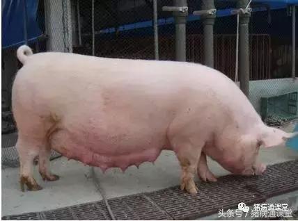 为什么有些母猪生那么久,母猪产程过长难产的原因