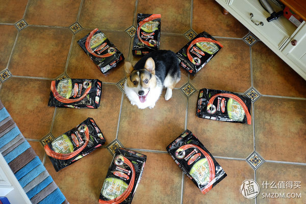 目测托米你要火!丝倍亮成犬全价托米亲吃评测以及托米的成长史