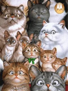 全球懵逼猫咪大全