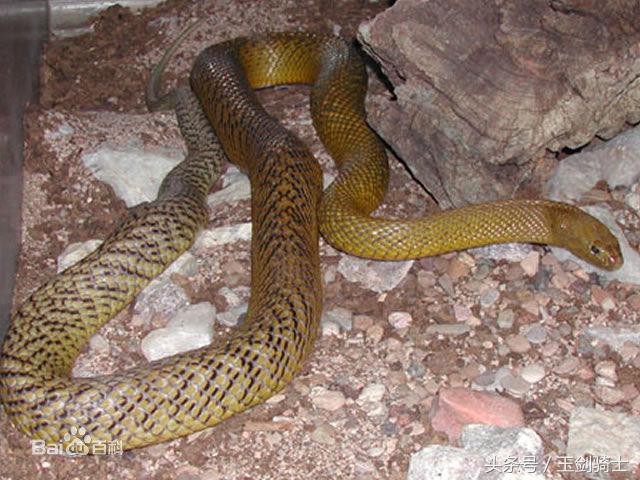 世界十大毒蛇排行榜前十名有哪些,世界十大毒蛇排行榜泰坦蟒
