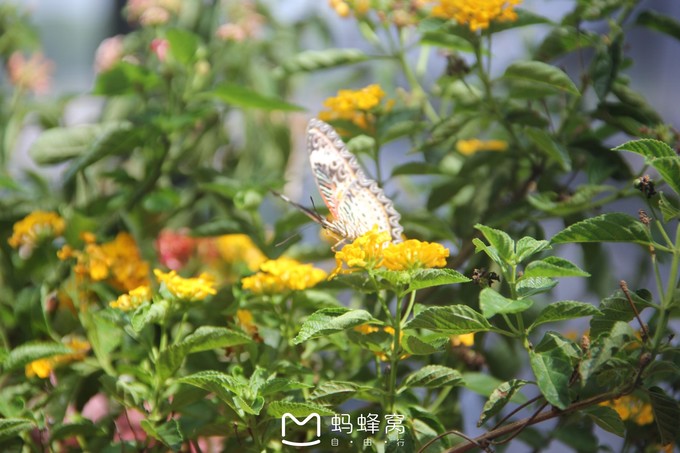 蜜月胜地之马尔代夫,马尔代夫水下餐厅芙拉瓦丽