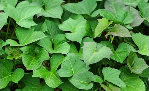 养肝降血压吃什么菜,降血压最快的4种野菜